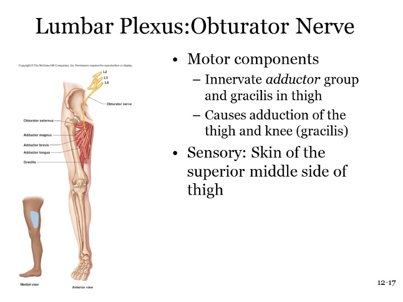 12-17 Lumbar Plexus:Obturator Nerve Motor components Innervate adductor group and gracilis in thigh Causes